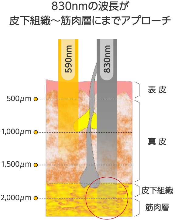 図：830nmの波長が皮下組織〜筋肉層にまでアプローチ